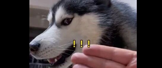 同时给金毛跟二哈一巴掌，没想到它们的态度不一样