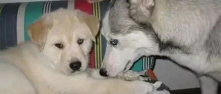 二哈生下“金毛”，主人懵逼了，长大后会是怎么样？