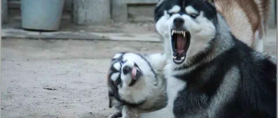 男生养二哈要注意了，可能会让你“断子绝孙”，哈哈哈哈