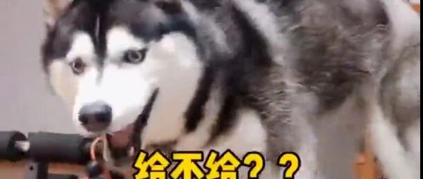 二哈发现主人吃独食，结果进行了疯狂报复，后悔了吧