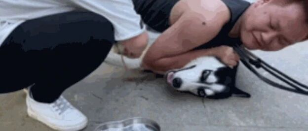 火遍全网的“警犬二哈”突然离世，特警：它是被人害死的！