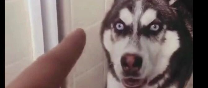 还记得怀疑主人，吃粑粑的二哈吗?长大后结果还是..