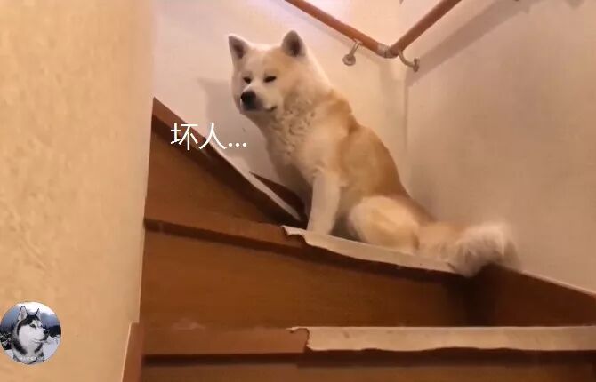 秋田犬最近总是 愁眉苦脸 狗 你外面有狗了吧 萌宠 训练养宠技巧 宠物用品 微信头条新闻公众号文章收集网