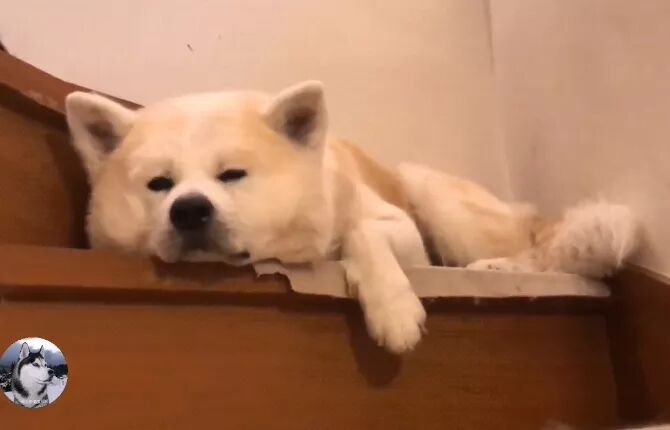 秋田犬最近总是 愁眉苦脸 狗 你外面有狗了吧 萌宠 训练养宠技巧 宠物用品 微信头条新闻公众号文章收集网