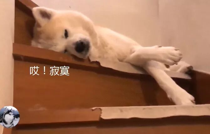 秋田犬最近总是 愁眉苦脸 狗 你外面有狗了吧 萌宠 训练养宠技巧 宠物用品 微信头条新闻公众号文章收集网