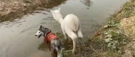 哈士奇把羊驼带沟里了，二果然是会传染的！笑喷了