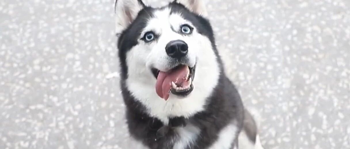 哈士奇上电视了，也就是养二哈的人，才能拍出来吧！