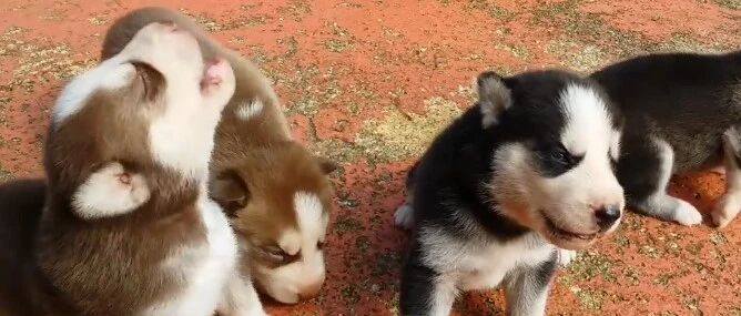 二哈生了娃，主人却发现有“地中海”，网友：没人要了