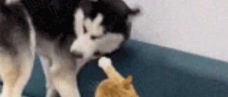 二哈被橘猫痛打，没想到还找来了帮手，还认大哥了？