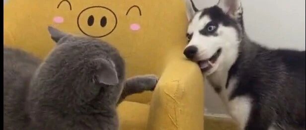 主人养了只小二哈，结果猫咪崩溃了，哪儿来的傻子？