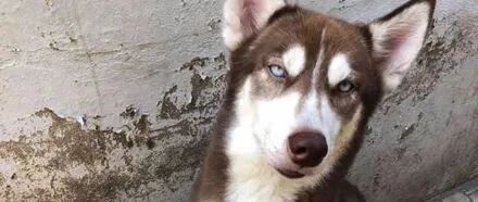 带哈士奇回老家，结果主人哭了，狗：是不是很意外？