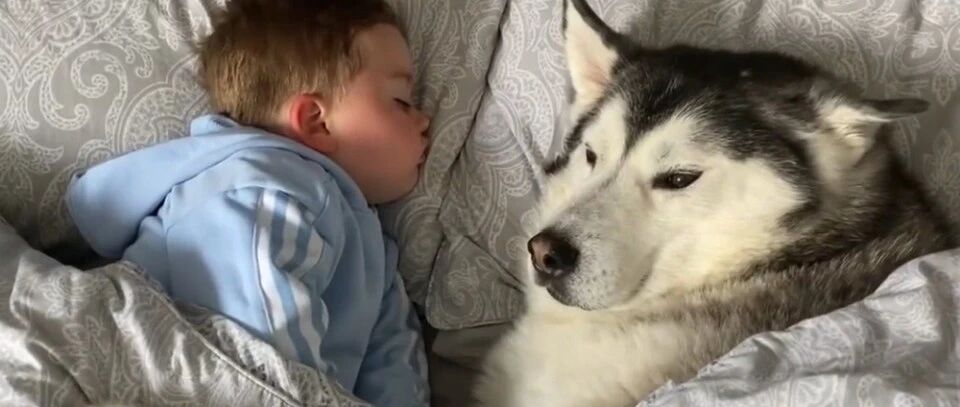 小男孩把二哈当哥哥，两岁了还跟它同吃同睡，当爹又当妈啊