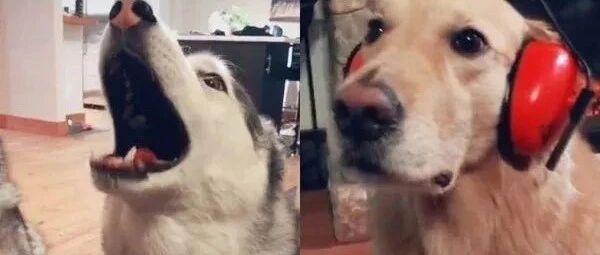 两只哈士奇同时嚎叫，金毛悲剧了，主人还买了神器...