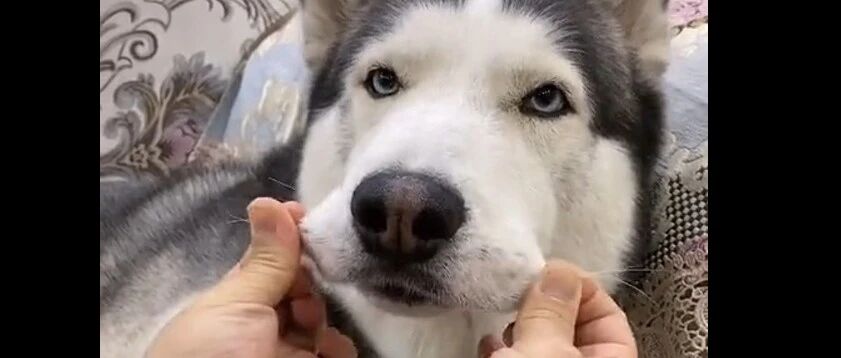 二哈遇到这种主人，也是真实悲剧了，狗子表情亮了