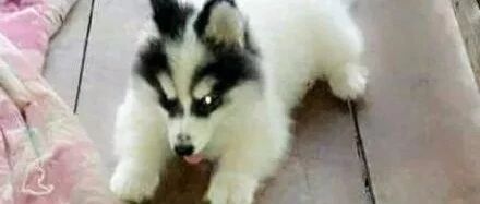 高价买了只白哈士奇，一年后竟变了模样，究竟发生了什么？