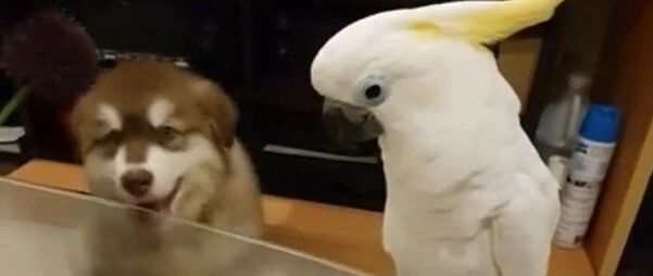 鹦鹉学会了狗叫，这下阿拉斯加懵了！我是谁？我在哪儿