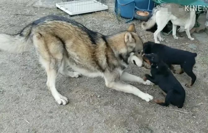 狼犬「夫妻」收養了3只小狗，長大後卻悲劇了，被對方碾壓 寵物 第2張