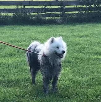 萨摩耶参加主人的婚礼，当它送完戒指后，下一秒的反应让众人都笑了！