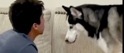 养了哈士奇后，私生活都被监视，这怎么生三胎？