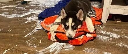 宠主打算装修房子，两只哈士奇似乎不同意，悲剧了啊哈哈哈