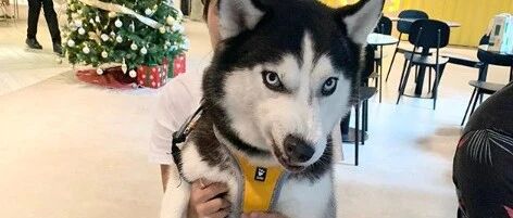 两傻狗师出同门，二哈跟萨摩打架，网友过去就笑翻了