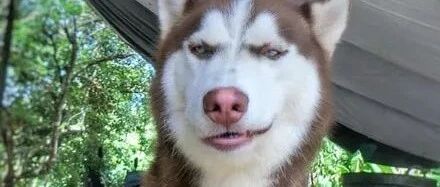 哈士奇天生带“鄙视”眼神，狗：说吧，谁才是主子！