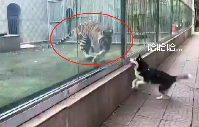 二哈在動物園「嘲謔」老虎，夠它吹一輩子了 寵物 第4張