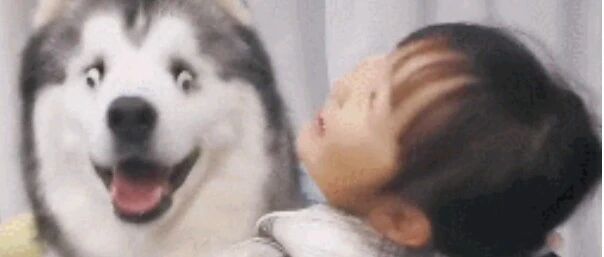 哈士奇天生没有眼睛，小主人给它做了双眼，暖心又好笑