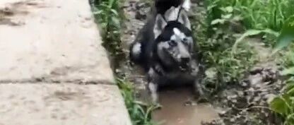 二哈脑洞太大了吧，狗子搞笑合集，心情不好时看看哦