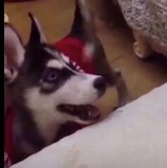 二哈：怎么样，想不到我会这样骂你吧