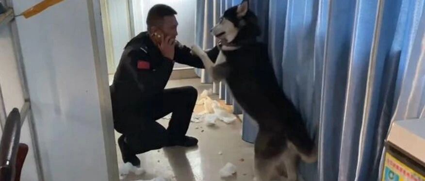 二哈不满足拆家，对公安亭下手，它还是只有编制的“警犬”