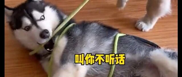 金毛阻止二哈拆家，最后的招太绝了，成精了吗