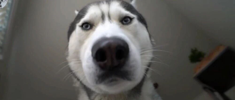 二哈不拆家，就喜欢“吓”主人，口水都滴铲屎官脸上了