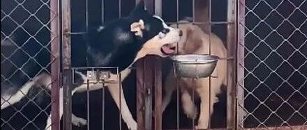 二哈很笨？金毛在它眼里都是小弟，这狗子太心机了吧