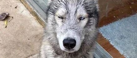 把哈士奇交给退休的老爸养，没想到几天后，狗子把老人整崩溃了