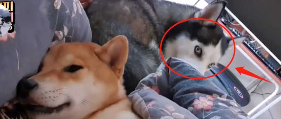 女主抱着柴犬一起睡，哈士奇却睡地板，狗子的表情亮了