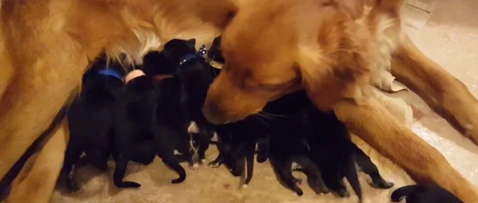 二哈把金毛“祸祸”了，生了8只奶狗，看到奶狗主人郁闷了
