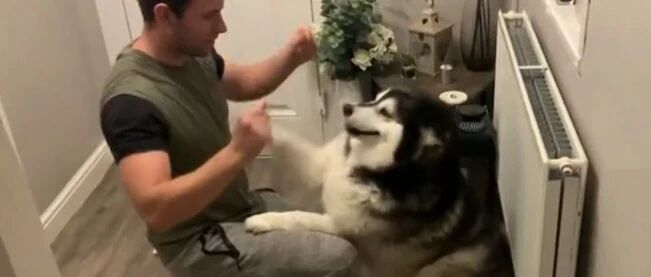 阿拉拒绝称重，跟主人讨价还价，还是没逃过主人的“魔爪”