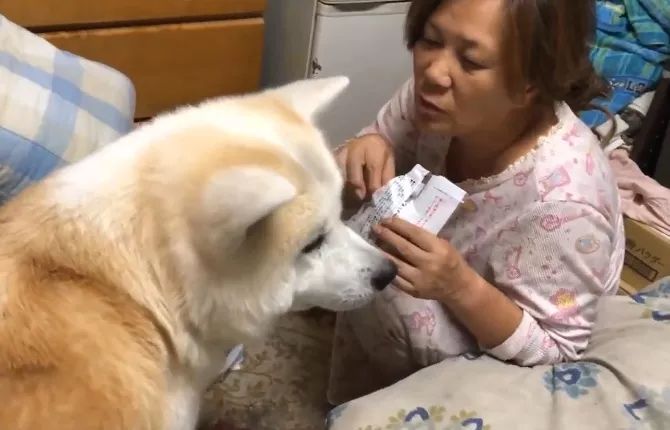 秋田犬半夜叫醒主人，一聲不吭又不離開，知道原因後主人笑了 寵物 第3張