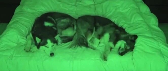 两只二哈跟主人一起睡，半夜会出现什么？有点意外啊