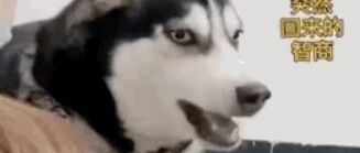 主人快“死”了，二哈却不管，一说开饭了就来