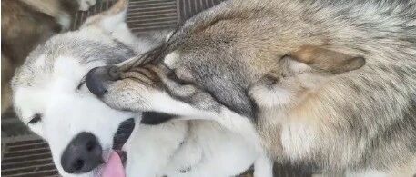 二哈这回涨脸了，居然敢对喵星人下狠手！哈哈哈哈