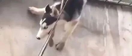 主人下班，听到二哈在“惨叫”，抬头一看又气又想笑