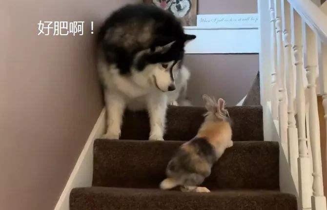 主人告訴阿拉，小兔子也是「家人」，沒想到它態度就變了 寵物 第3張