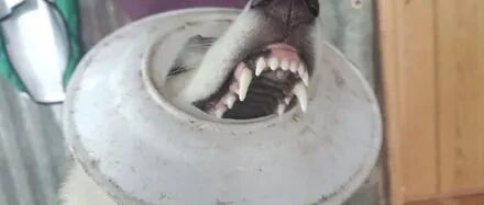 听到哈士奇的惨叫声，可接下来看到的一幕，她忍不住笑喷了