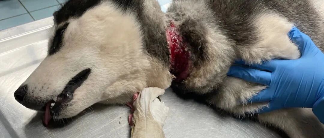 二哈差点被勒死，主人搬家后再无音讯，狗子太可怜了