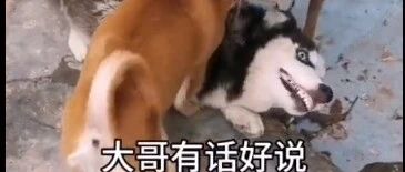 二哈回农村跟狗狗打架，主人要崩溃了啊，没脸见人了