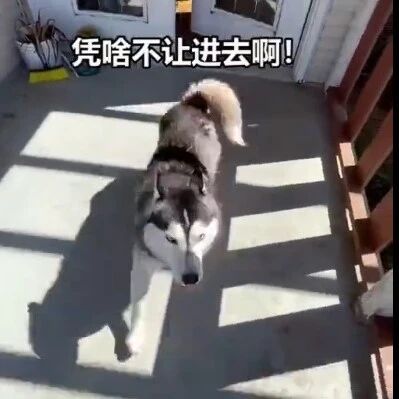 二哈被拒绝进入房子，没想到它疯了，真的疯了