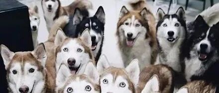 妹子一口气养了11只二哈，一年后，没想到到是这样的