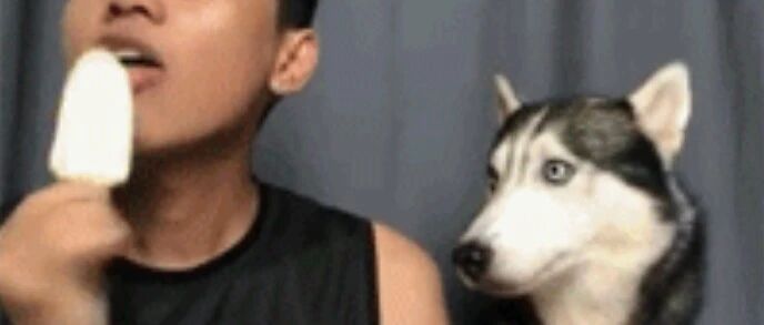 二哈向主人讨要冰棒，铲屎官居然比它还纯，狗子崩溃了！